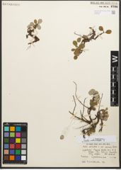 Foto von Salix reticulata L.